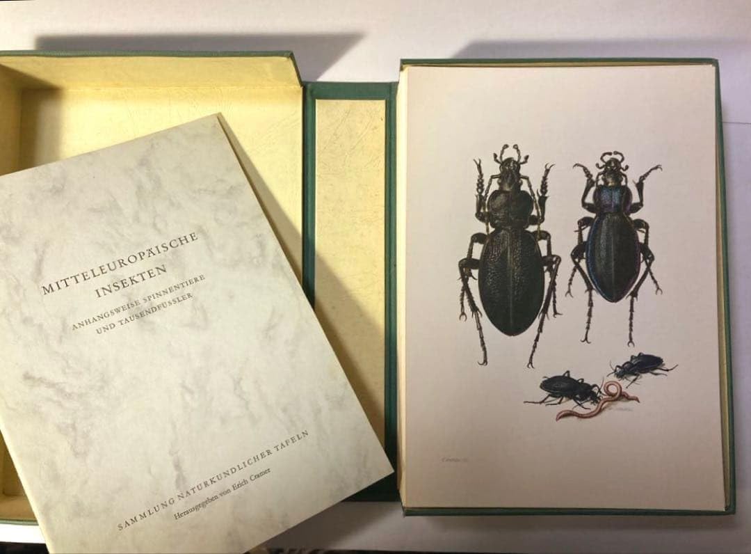 博物図鑑1958年(ドイツ)192枚の昆虫図版ボタニカルアート 博物図鑑1958年（